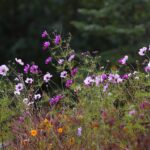 Kielce. Ogród Botaniczny / Fot. Wiktor Taszłow - Radio Kielce