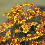 Fot. Wiktor Taszłow - Radio Kielce