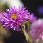 16.10.2021. Kielce. Ogród Botaniczny / Wiktor Taszłow / Radio Kielce