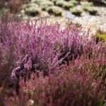 16.10.2021. Kielce. Ogród Botaniczny / Wiktor Taszłow / Radio Kielce