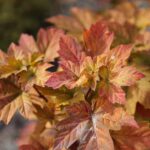 16.10.2021. Kielce. Ogród Botaniczny / Wiktor Taszłow / Radio Kielce