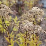 17.10.2021. Ogród Botaniczny. Piknik „Jesienią w Ogrodzie… Kwiaty, ognisko i dobra zabawa” / Wiktor Taszłow / Radio Kielce