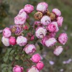 17.10.2021. Ogród Botaniczny. Piknik „Jesienią w Ogrodzie… Kwiaty, ognisko i dobra zabawa” / Wiktor Taszłow / Radio Kielce