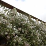 16.10.2021. Kielce. Ogród Botaniczny / Wiktor Taszłow / Radio Kielce