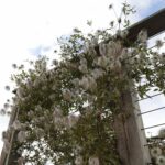 17.10.2021. Ogród Botaniczny. Piknik „Jesienią w Ogrodzie… Kwiaty, ognisko i dobra zabawa” / Wiktor Taszłow / Radio Kielce