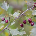 17.10.2021. Ogród Botaniczny. Piknik „Jesienią w Ogrodzie… Kwiaty, ognisko i dobra zabawa” / Wiktor Taszłow / Radio Kielce