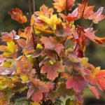 17.10.2021. Ogród Botaniczny. Piknik „Jesienią w Ogrodzie… Kwiaty, ognisko i dobra zabawa” / Wiktor Taszłow / Radio Kielce