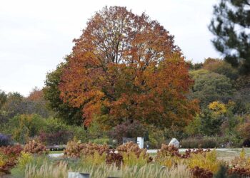 17.10.2021. Ogród Botaniczny. Piknik „Jesienią w Ogrodzie… Kwiaty, ognisko i dobra zabawa” / Wiktor Taszłow / Radio Kielce