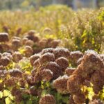 17.10.2021. Ogród Botaniczny. Piknik „Jesienią w Ogrodzie… Kwiaty, ognisko i dobra zabawa” / Wiktor Taszłow / Radio Kielce