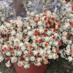 17.10.2021. Tokarnia. „Święto Gęsiny” / Wiktor Taszłow / Radio Kielce