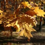 02.10.2021. Kielce. Jesienne liście / Wiktor Taszłow / Radio Kielce