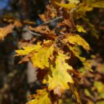 02.10.2021. Kielce. Jesienne liście / Wiktor Taszłow / Radio Kielce