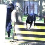 08.10.2021 Kielce. Pies policyjny Kajman z przewodnikiem asp. sztab. Mariuszem Pawłowskim / Jarosław Kubalski / Radio Kielce