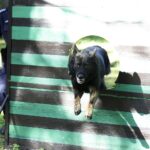 08.10.2021 Kielce. Pies policyjny Kajman / Jarosław Kubalski / Radio Kielce