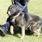 08.10.2021 Kielce. Pies policyjny Kajman / Jarosław Kubalski / Radio Kielce