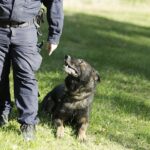 08.10.2021 Kielce. Pies policyjny Kajman / Jarosław Kubalski / Radio Kielce