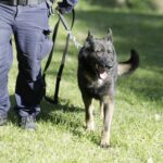 08.10.2021 Kielce. Pies policyjny Kajman / Jarosław Kubalski / Radio Kielce