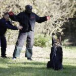 08.10.2021 Kielce. Pies policyjny Kajman / Jarosław Kubalski / Radio Kielce