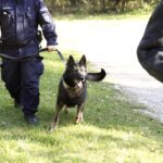 08.10.2021 Kielce. Pies policyjny Kajman / Jarosław Kubalski / Radio Kielce