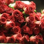 12.10.2021 Kielce. Jubileusz 75. lecia Zespołu Państwowych Szkół Muzycznych w Kielcach. Róże / Jarosław Kubalski / Radio Kielce