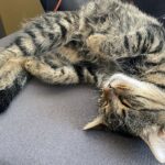 01.10.2021. Kot Stefan - strażnik Krzemionek w czasie wypoczynku w pokoju przewodników / Emilia Sitarska / Radio Kielce