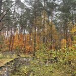 24.10.2021. Niwki Daleszyckie. Pozostałości niemieckiego tartaku / Dionizy Krawczyński / Radio Kielce