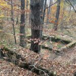 24.10.2021. Niwki Daleszyckie. Pozostałości niemieckiego tartaku / Dionizy Krawczyński / Radio Kielce