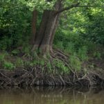 23.10.2021. Muzyczne podróże. Kajakiem po rzekach w Polsce. Narew / Bartek Szaro