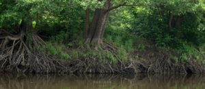 23.10.2021. Muzyczne podróże. Kajakiem po rzekach w Polsce. Narew / Bartek Szaro