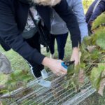 03.10.2021. Opatów. Winobranie w miejskiej winnicy / Emilia Sitarska / Radio Kielce