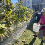 03.10.2021. Opatów. Winobranie w miejskiej winnicy / Emilia Sitarska / Radio Kielce