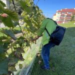 03.10.2021. Opatów. Winobranie w miejskiej winnicy / Emilia Sitarska / Radio Kielce