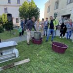 03.10.2021. Opatów. Winobranie w miejskiej winnicy / Emilia Sitarska / Radio Kielce