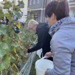 03.10.2021. Opatów. Winobranie w miejskiej winnicy / Emilia Sitarska / Radio Kielce