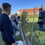 03.10.2021. Opatów. Winobranie w miejskiej winnicy / Emilia Sitarska / Radio Kielce