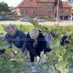 03.10.2021. Opatów. Winobranie w miejskiej winnicy / Emilia Sitarska / Radio Kielce