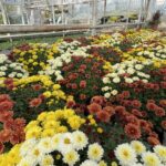 Ostrowiec Świętokrzyski. Chryzantemy w Kuźni Kwiatów / Emilia Sitarska / Radio Kielce
