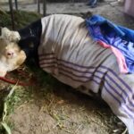 Na zdjęciu: uratowana przez strażaków krowa / PSP Staszów