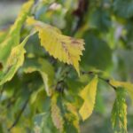 02.10.2021. Kielce. Jesienne liście / Wiktor Taszłow / Radio Kielce