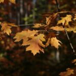 02.10.2021. Kielce. Jesienne liście / Wiktor Taszłow / Radio Kielce