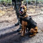 26.11.2021. Granica polsko-białoruska. Oddział specjalsów na patrolu / KPP Hajnówka