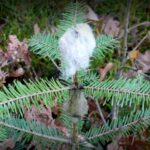 15.11.2021. Daleszyce. Na zdjęciu: młode jodełki w nadleśnictwie Daleszyce w wełnianych czapeczkach / Nadleśnictwo Daleszyce, Lasy Państwowe / Facebook