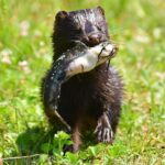 Na zdjęciu: norka amerykańska / Własnymi ścieżkami - Polesie Lubelskie/Facebook