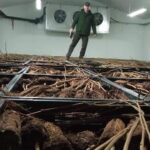 23.11.2021. Suków. Kontenerowa szkółka sadzonek / Dominika Gaj-Gielarowiec / Nadleśnictwo Daleszyce