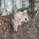 23.11.2021. Skarżysko-Kamienna. Łania, którą uratowali strażacy / KP PSP Skarżysko-Kamienna