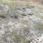 15.11.2021. Starachowice. Miejska winnica / Anna Głąb / Radio Kielce