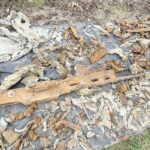 15.11.2021. Czyżów Szlachecki. Wydobycie wraku samolotu Ił-2 / Emilia Sitarska / Radio Kielce