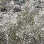 15.11.2021. Starachowice. Miejska winnica / Anna Głąb / Radio Kielce