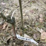 15.11.2021. Starachowice. Miejska winnica / Anna Głąb / Radio Kielce