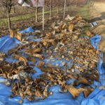 16.11.2021. Czyżów Szlachecki. Wydobycie wraku samolotu szturmowego Ił-2 / Grażyna Szlęzak-Wójcik / Radio Kielce